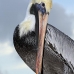 pelican_brown_can_v_0203_mex0213.jpg